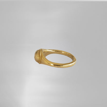 Le Palmier Dattier Amazigh.
